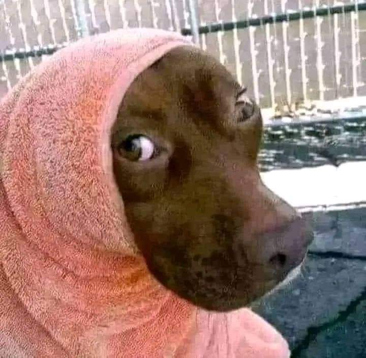 کے پی کے میں آج کل یوتہیوں کی حالت
#آٹاچور_پی_ٹی_آئی