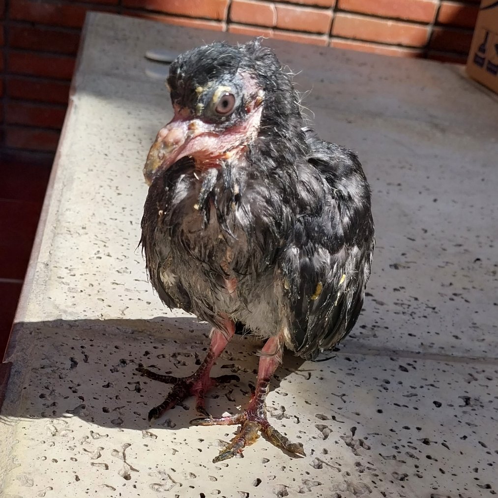 MaffySummers's tweet photo. URGENTE!
Se necesita tránsito y ayuda económica para el tratamiento de Abu 🙏💛
El pichón tiene viruela, desnutrición e infección respiratoria. No come solo. Se lo medica y alimenta por sonda 😢
Ayuda por favor 🙏
Gracias 🕊

Alias: maffy.vazquez
CVU: 0000003100014265793771 https://t.co/uo4HFrjtFt