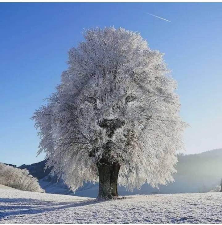 Volkan Dogan (@volkandans) on Twitter photo 