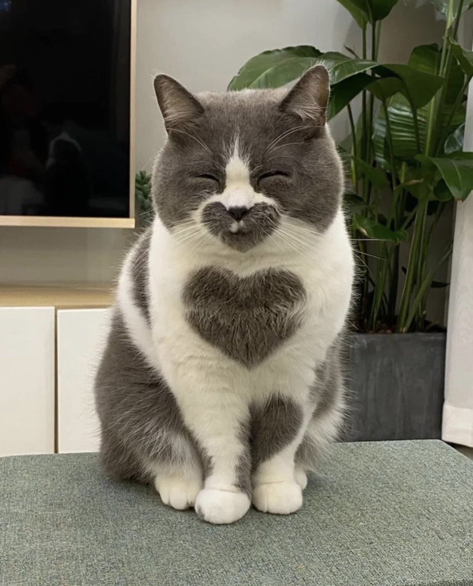 catcontxt's tweet photo. https://t.co/OgxfsUWzZy