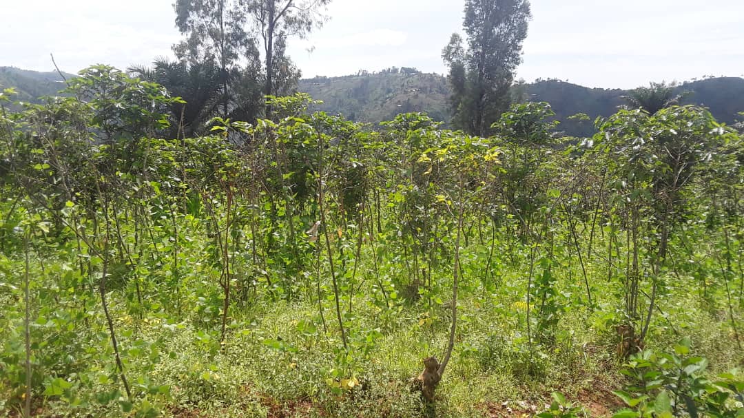 RT_Isanganiro's tweet photo. Les cultivateurs de la zone #Gasanda en commune et @BururiProvince demandent que les 800frbu sur le kg de café Cerise soient revus à la hausse jusqu'à au-moins 2000frbu.C'est au moment où certains ont abandonné cette culture en faveur de celles qui leur donnent+d'argent.#Burundi https://t.co/qBKkBcdZo6
