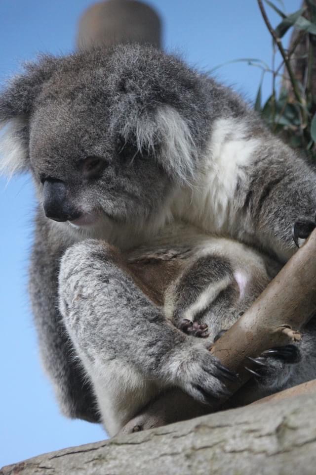 AliceG02863686's tweet photo. Can never be too close to mummy ♥️🐨 @Longleat https://t.co/L5NAaLguhs