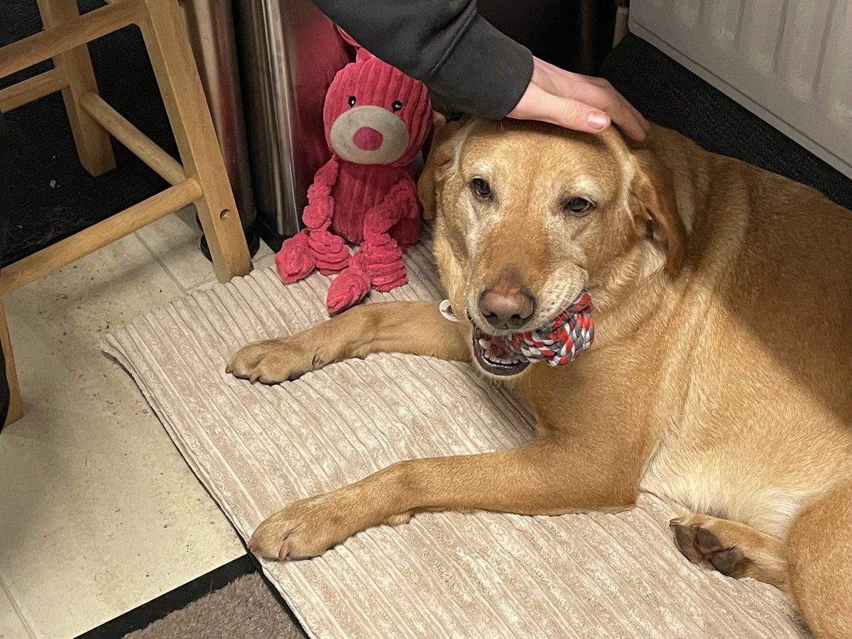 NicolaPepeART's tweet image. Getting more and more comfortable with male contact. Also loving a warm radiator on her rump. I cannot convey the astonishing rate of learning and change Ruby-doo is showing. There’s still a long way to go as we’re changing a mindset of a lifetime. #GoRuby #RubesConquers