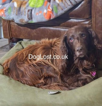 millypod1's tweet photo. 🆘6 JAN 2023 #Lost KERA IS 15 YRS OLD #ScanMe
Chocolate Cocker Spaniel Female #Tagged
KERA is DEAF and has some visual impairment loves people wary of dogs. Wearing a collar and ID TAG. KERA is on heart medication.
#Rosside #Ulverston #Cumbria #LA12 
https://t.co/u8RzxRRo69 https://t.co/UEzosJUFJQ