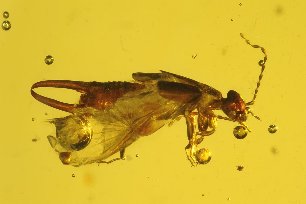 FossilBonanza's tweet photo. Even superb fossil sites can't preserve every animal and plant. A great example is amber which, even though it gives us exciting specimens of arthropods and plants, can't yield large-scale animals. As such, we have to infer the greater habitat based on context clues.
#HabitatWeek https://t.co/VH9zK7A4vp