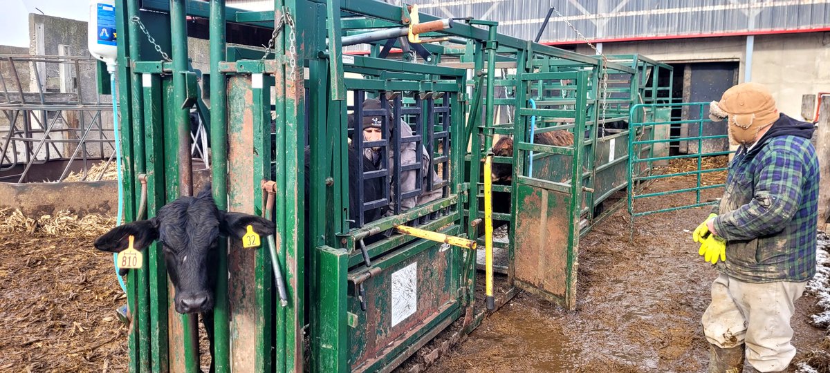 Processing cattle is always an interesting day. Dad always brings out the colourful language for the occasion.
