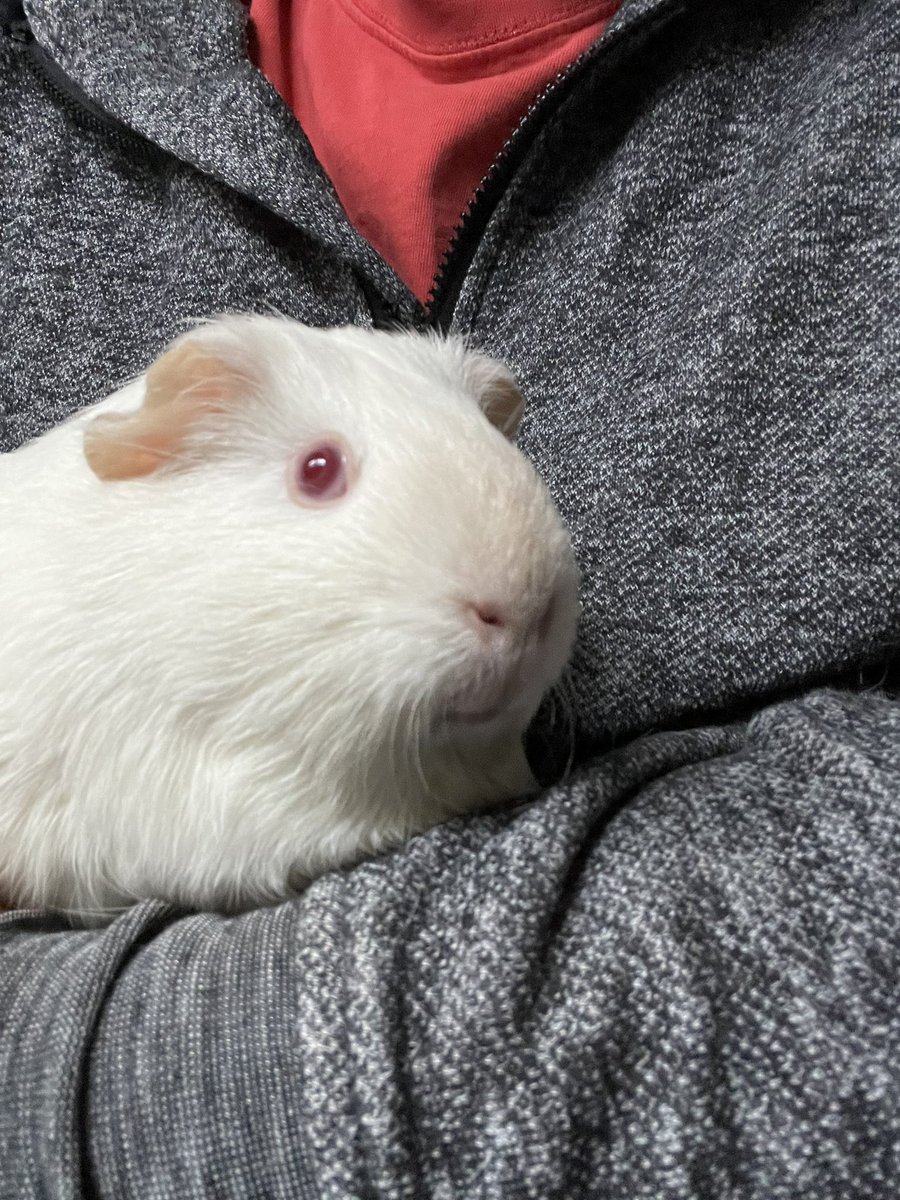 TheIndieManiac tweet media