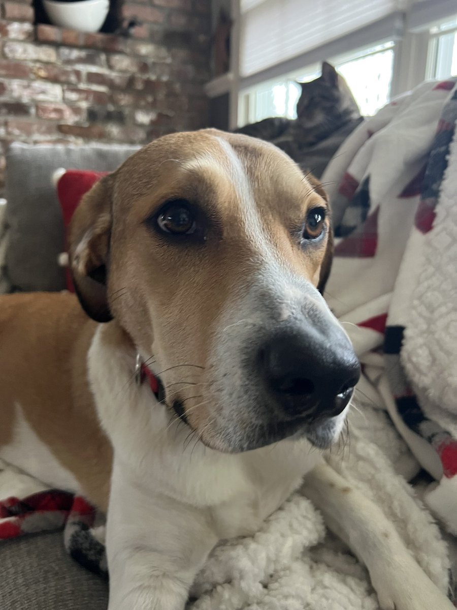 Ruby and Tom say hello and they have asked for pet pics please.