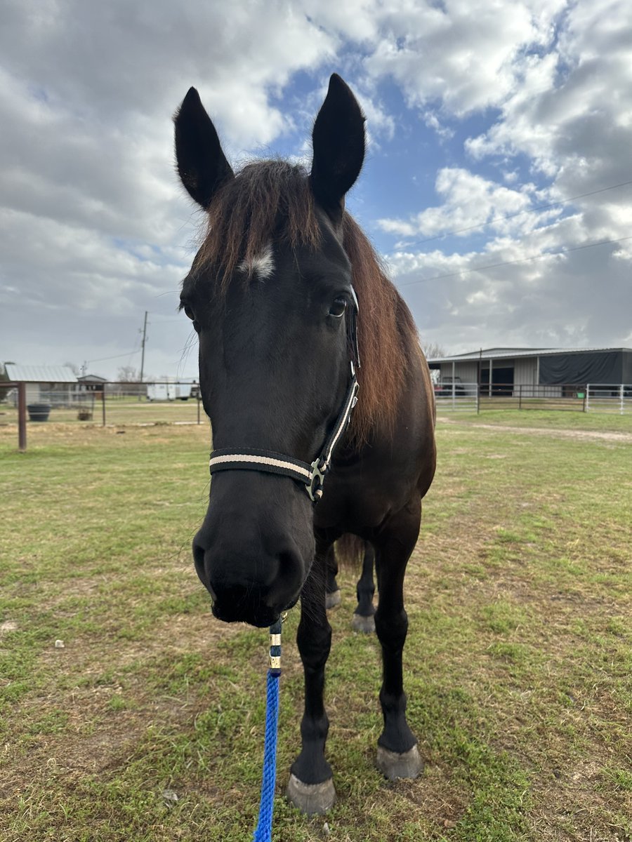 Jimmy B. 🐴🐾 tweet media