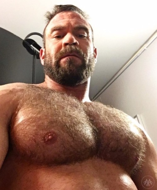 Hairy Bear On Twitter Hairychest Gaybear 