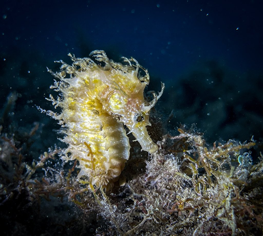 EmpordaiNat tweet media