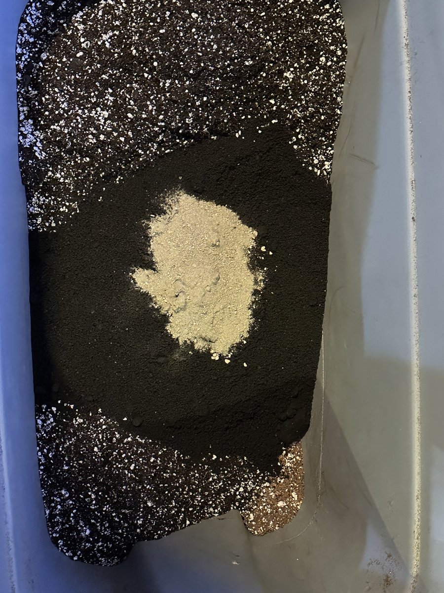 Time to transplant ….
What medium and Nutrients do you all use?
