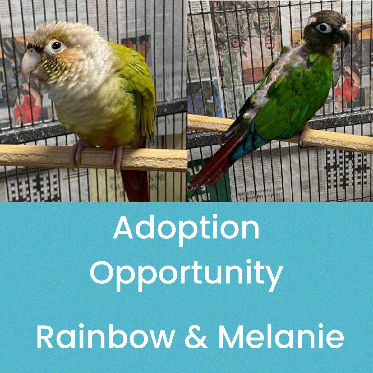 Adoption Opportunity in Lincolnshire, UK. If you are interested in adopting Rainbow and Melanie the green cheek conures, please go to katarascompanions.org.uk/adopting-with-… to read their profile and fill out an application form!