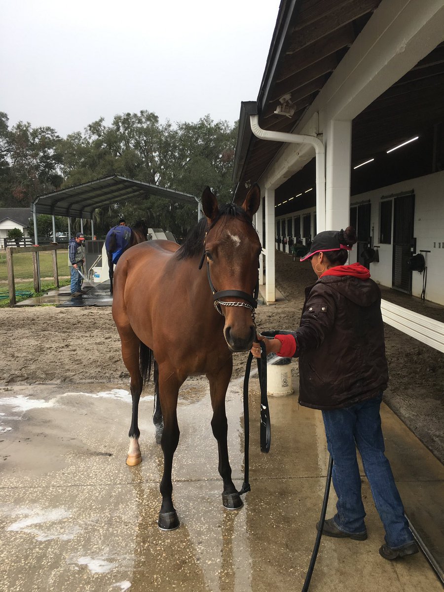 ChadCwilson's tweet photo. @NewhavenPark Looks a lot like his mother South of France. Photos of her as a yearling. She was such a sweetheart. https://t.co/vh9waky3QN