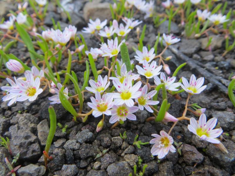 Call for Submissions:  2023 Graduate Student Research Grants - mailchi.mp/946075223e83/c…