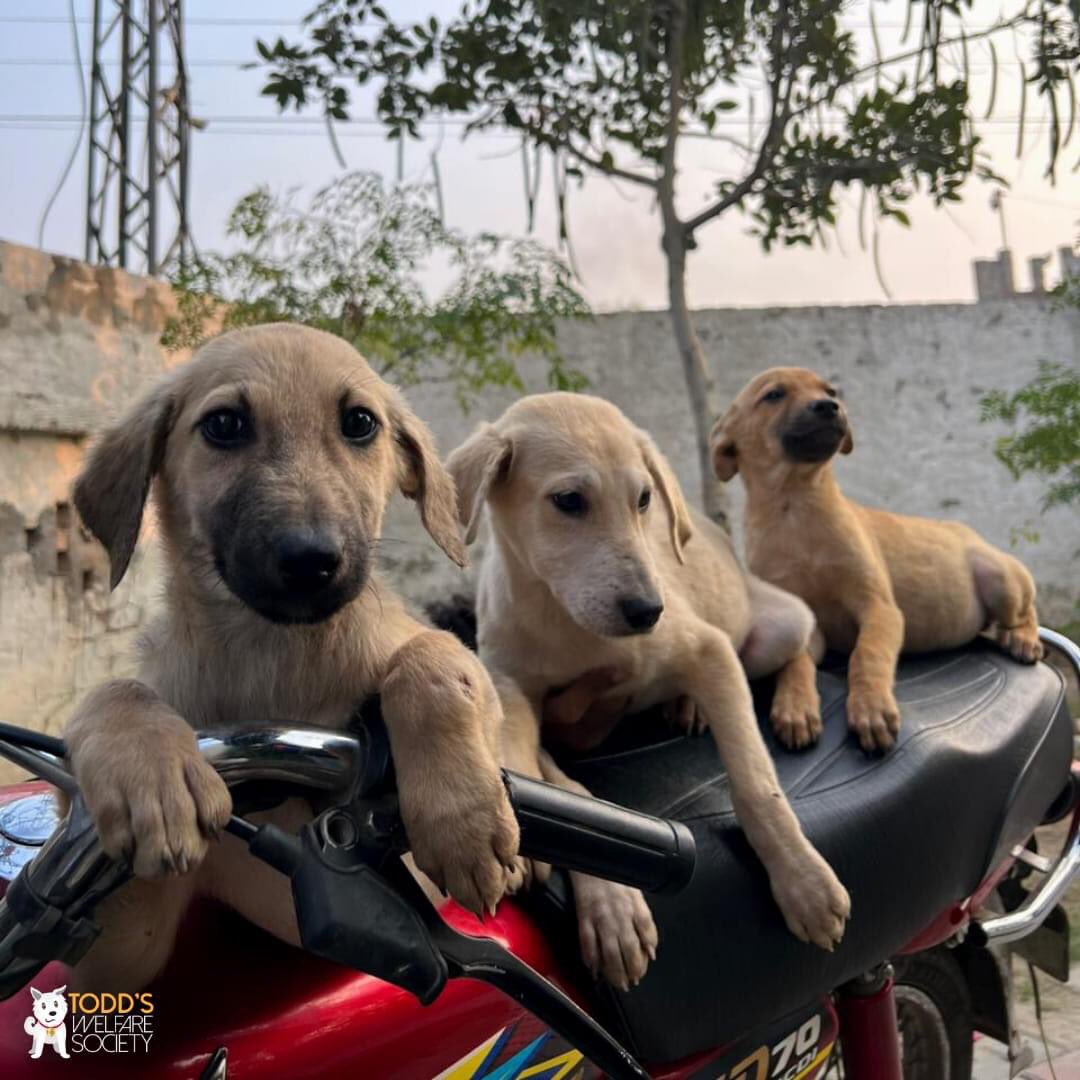 Come join our motorcycle club today  🚴‍♂️

#puppies #AdoptDontShop #adoptme #adoptmepets #motorcyclediaries #dogslife #tws #toddswelfaresociety #LahoreAnimalSanctuary