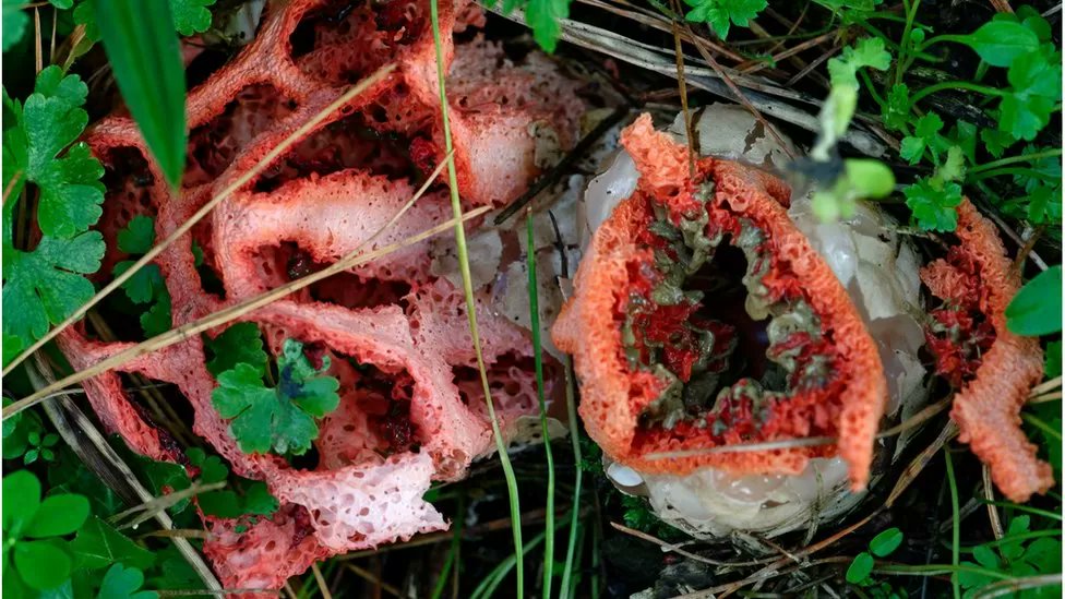 'Rare fungus that smells of rotting flesh found in garden of Agatha Christie's holiday home' LOVE IT! (photos: Dick Makin) <a href="/agathachristie/">Agatha Christie</a>
bbc.co.uk/news/uk-englan…