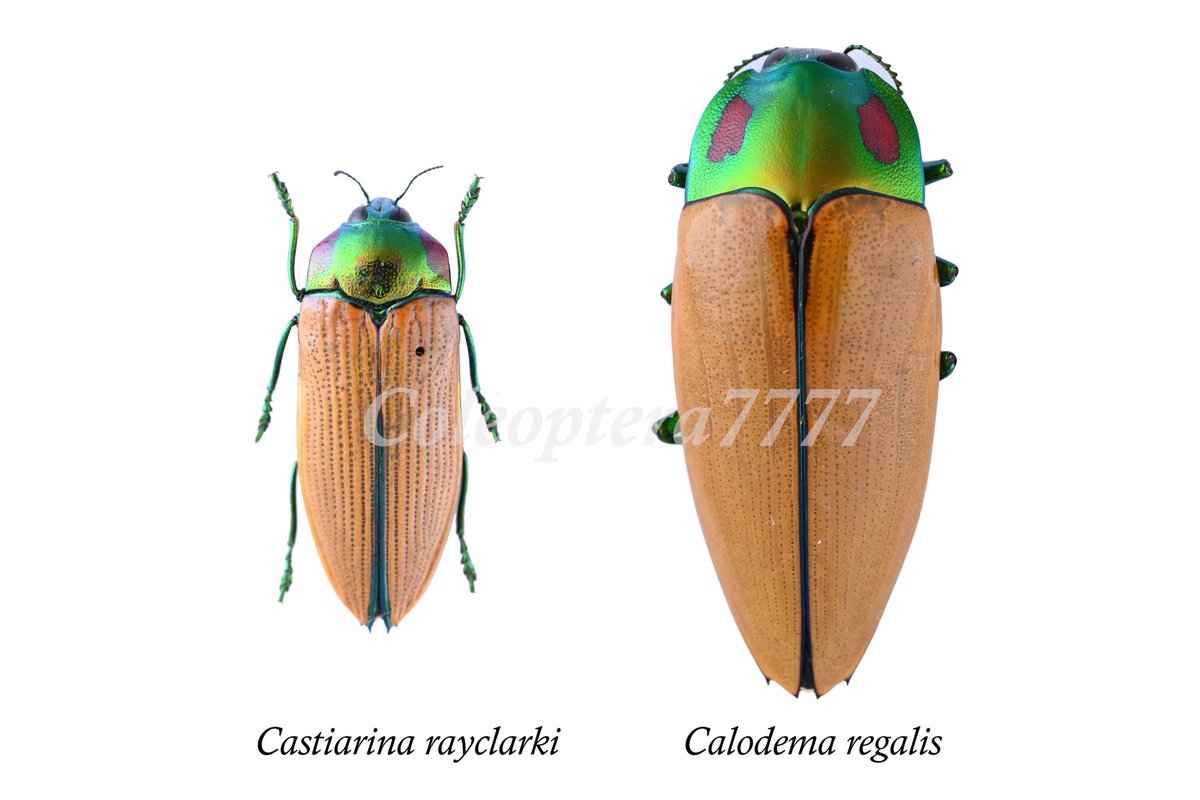 Coleoptera7777 on X