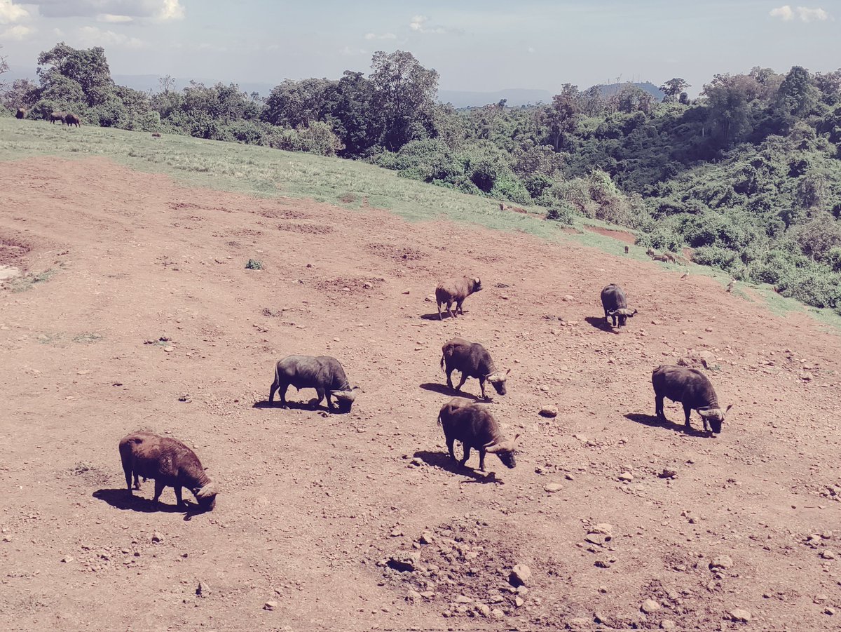 KnightedWarrior's tweet photo. The Ark Lodge
Aberdare National Park
#TembeaKenya 
#Magicalkenya https://t.co/oT713B0GgY