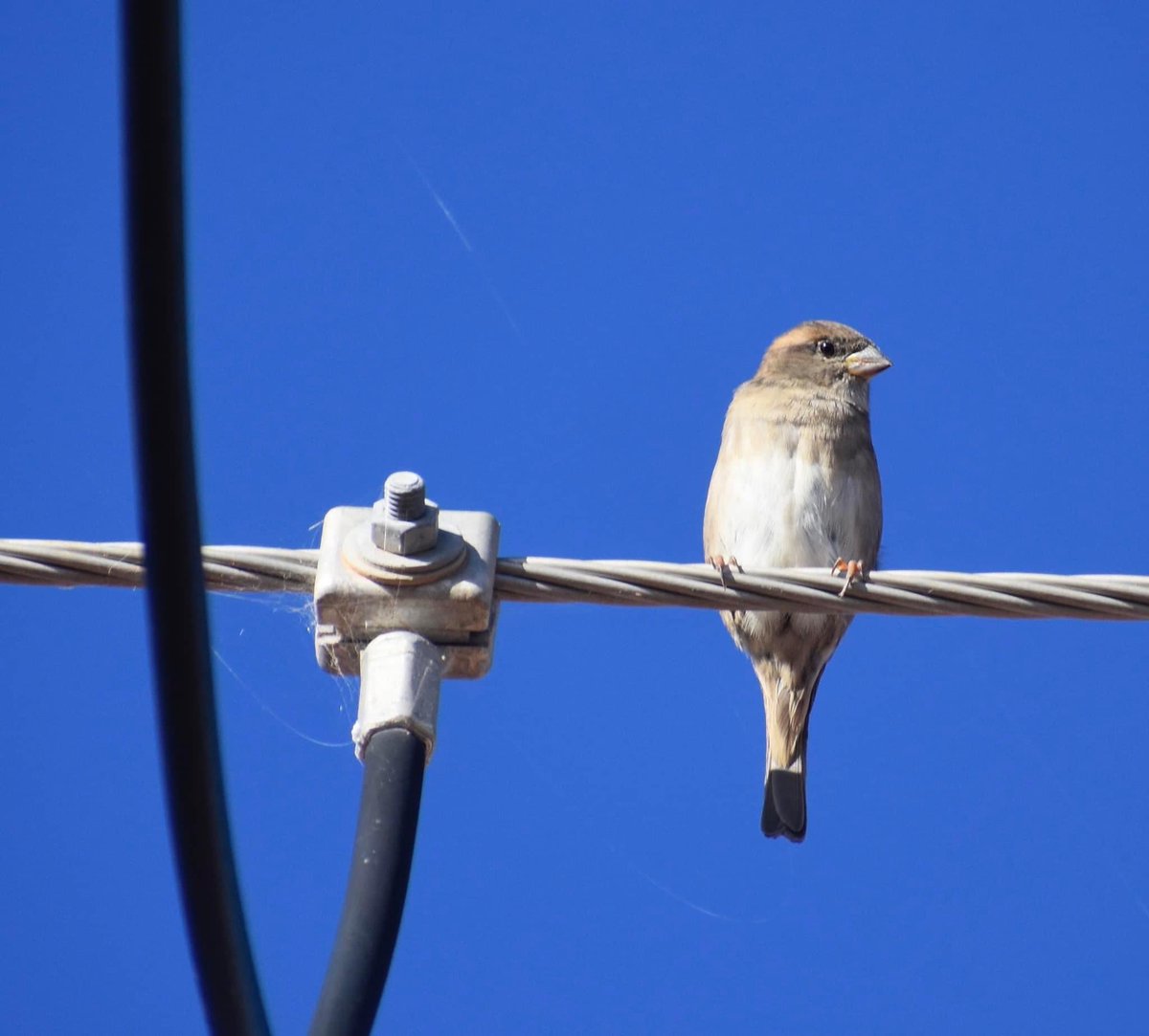 outbackjunita's tweet photo. I love birds enjoy taking photos of them #birdphotography #OutbackSA https://t.co/QKl4eV8rut