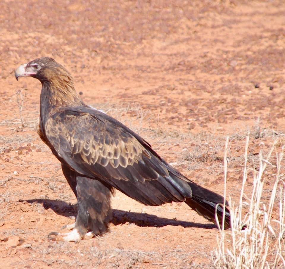 outbackjunita's tweet photo. I love birds enjoy taking photos of them #birdphotography #OutbackSA https://t.co/QKl4eV8rut