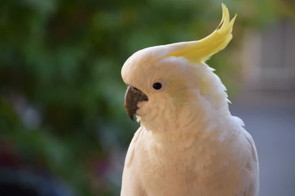 outbackjunita's tweet photo. I love birds enjoy taking photos of them #birdphotography #OutbackSA https://t.co/QKl4eV8rut