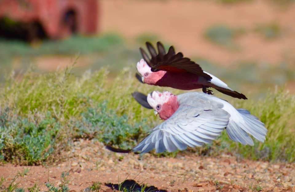 outbackjunita's tweet photo. I love birds enjoy taking photos of them #birdphotography #OutbackSA https://t.co/QKl4eV8rut