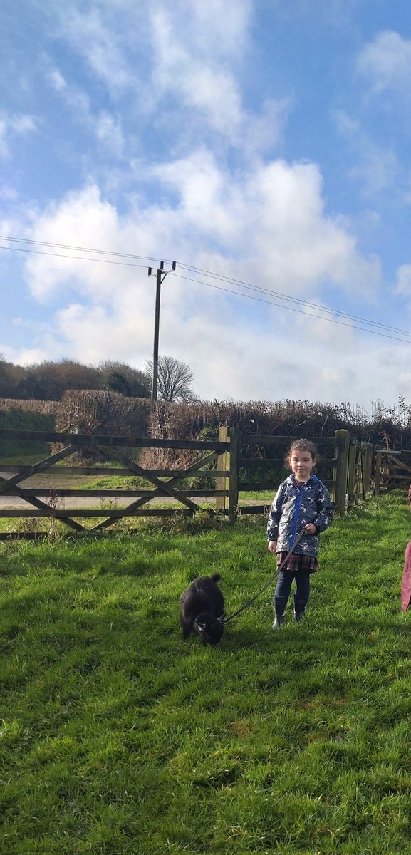 OlverTerrasFarm's tweet photo. One of our goat walkers Tilly enjoying her time with little Pinocchio Goat walking is available most weekends and various days during the week. Suitable for adults only groups too Simply message for more details and to book #pygmygoats  #goatwalking #animaltherapy #Cornwall https://t.co/OhaeNQFNiI
