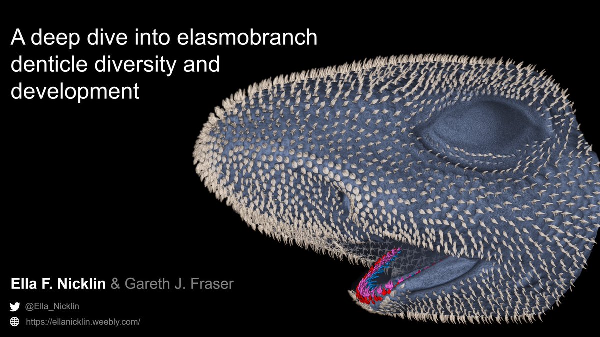 Ella_Nicklin's tweet photo. Unsure what talks to watch on the last day of #SICB2023? Like Sharks or Skates? Come see my talk on denticle development at 10.15 am in room 203-204!!! @SICB_DEDB @SICB_DCB_DVM https://t.co/2lTy7q5mCd