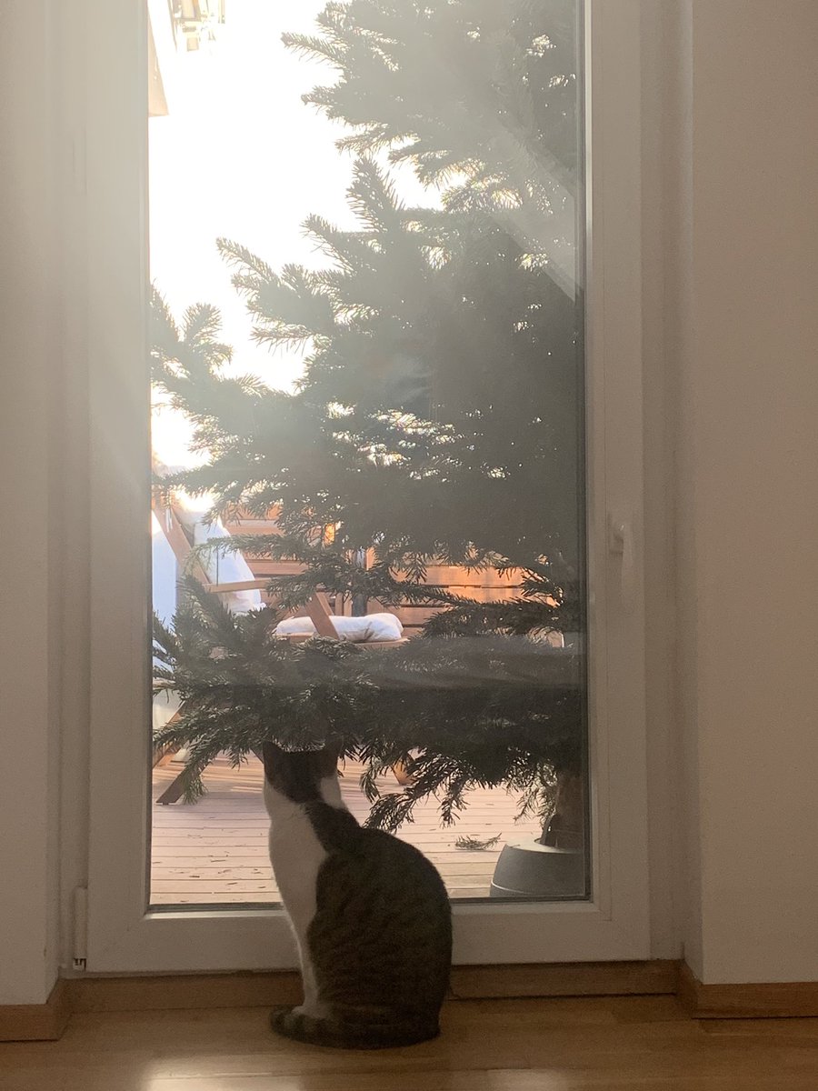 wiese2509's tweet photo. Mein Freund, der Baum
#catversion #Caturday https://t.co/c02RuxZJy5