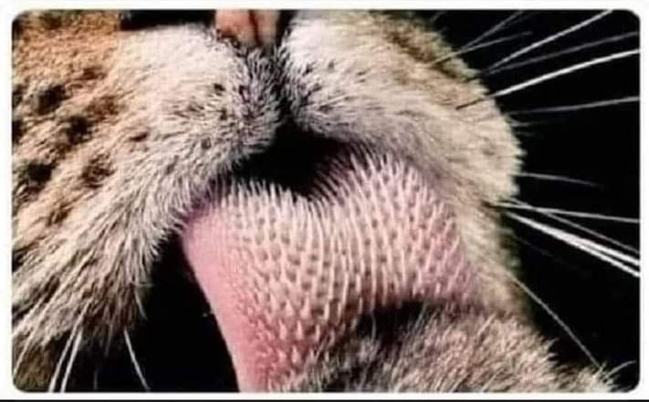 GABGPMotorBiker's tweet photo. La lengua del tigre es tan fuerte que incluso puede quitar la piel de su presa... ha sido clasificada como la 3a lengua más peligrosa después de la de @lopezobrador_ y la del chairos de las redes. https://t.co/8903DfFyAw