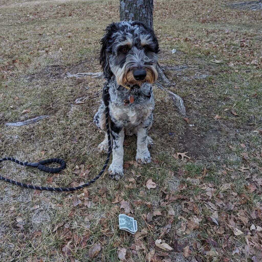 thejoestory's tweet image. 💥 look what Daisy found. Stackin Georges over here. Couple more of these we can get a mt dew. Bark! ur..I mean a dog chew. #running #runningwithdogs instagr.am/p/CnHa-CULEgA/