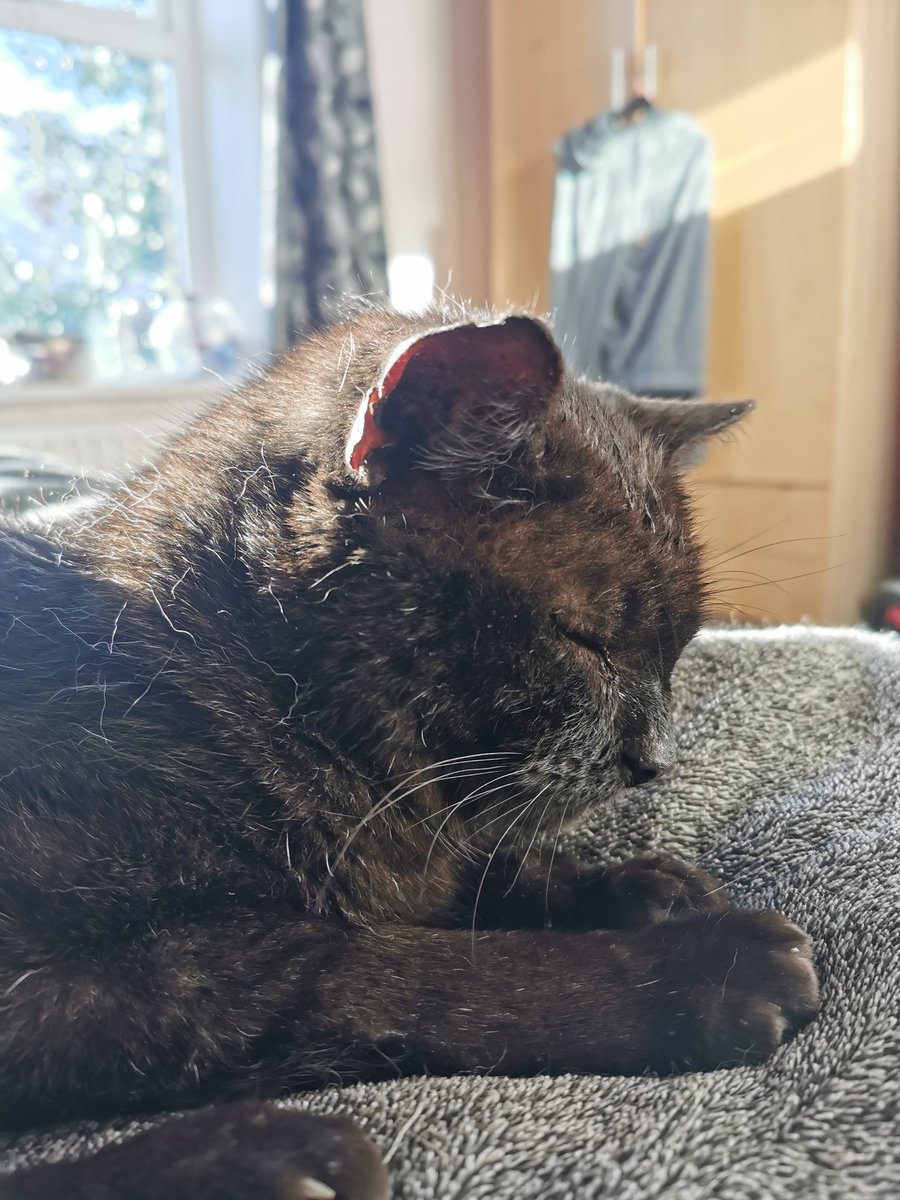 My OAP cat has been awol all morning - just walked in soaked through (on a sunny afternoon), scoffed down a bowl of biscuits watched closely by the other cats, dried off on a towel purring all the way and is now fast asleep....

So relieved to have him back
