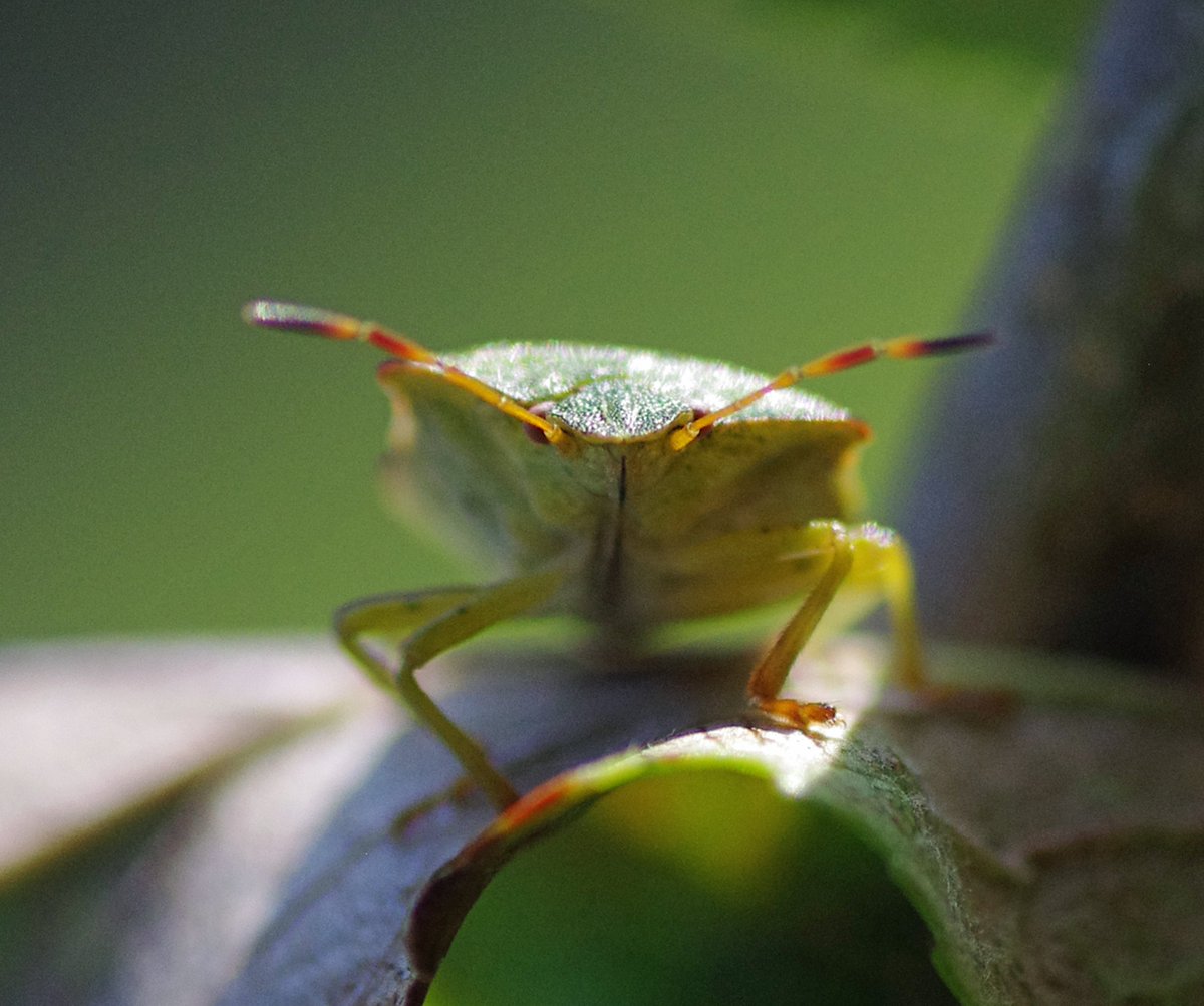 peter_standfast's tweet image. #dPSWeeklyChallenge #dPSBackyardSafari