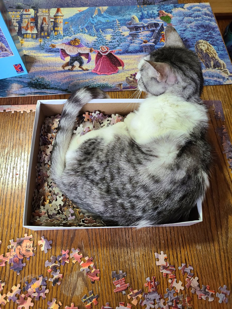 Don't mind me mom... #Caturday