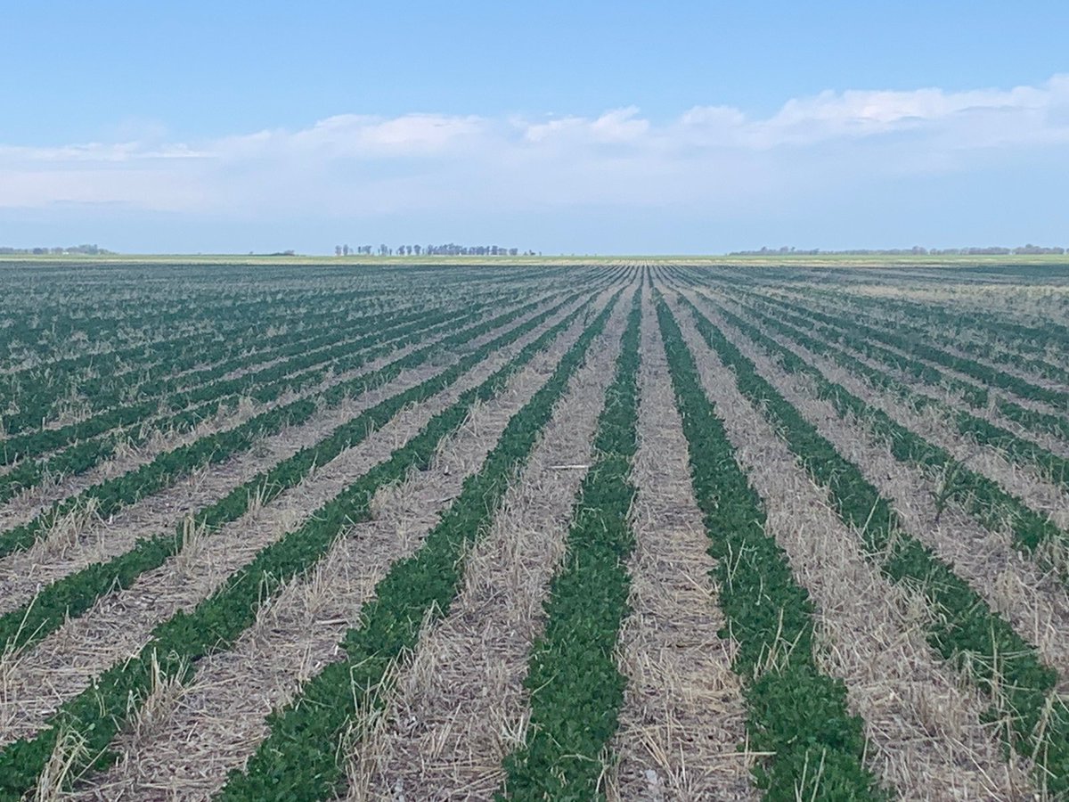 Maní sembrado sobre cultivos de cobertura