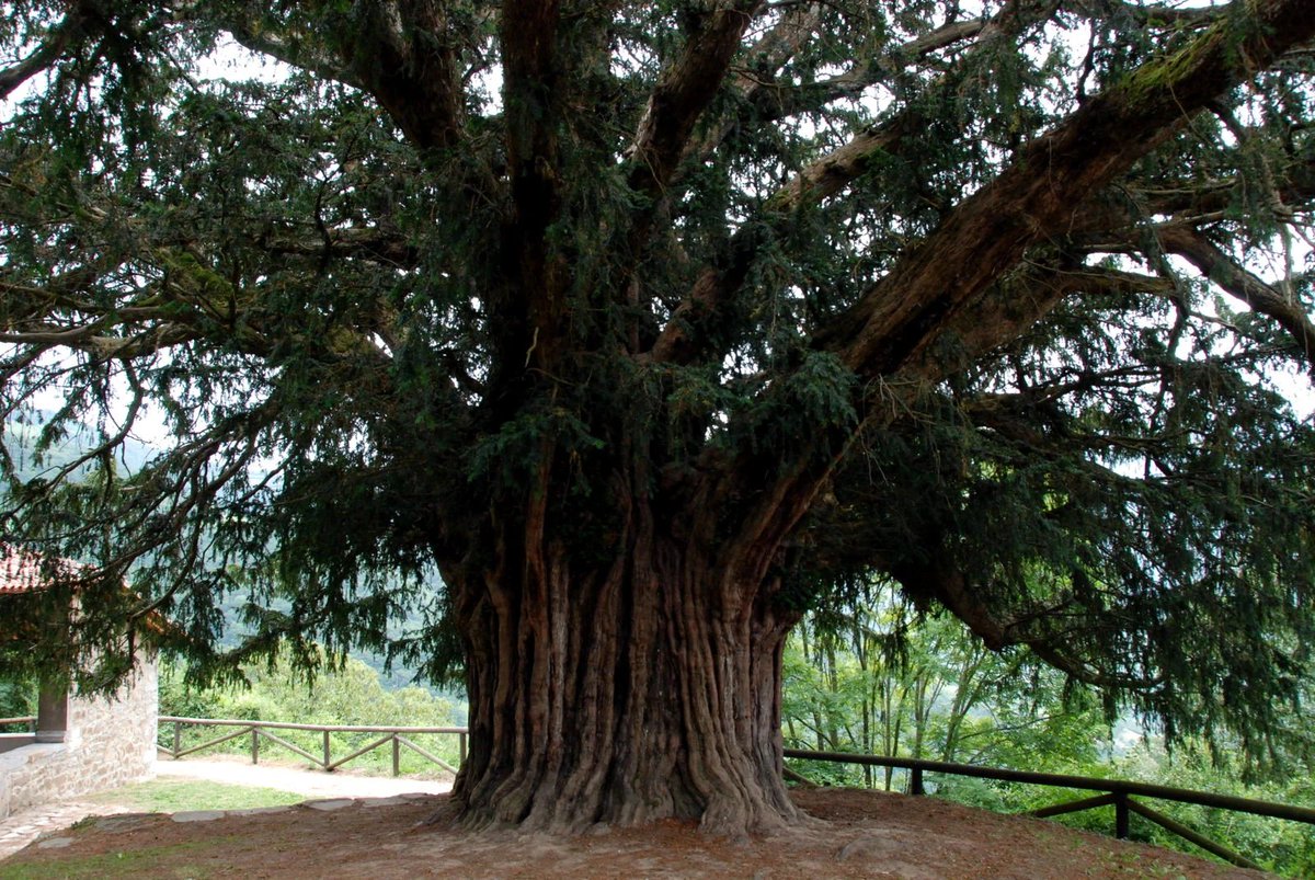 CaminoAquelarre's tweet photo. Dicen que el tejo es un ser vivo muy longevo, capaz de vivir a lo largo de seis generaciones humanas diferentes. Y sobre ello se han escrito multitud de poemas, algunos de los cuales afirman que el árbol puede llegar a los 700 años de edad. ¡Menuda mentira! https://t.co/jx5zGE2m17