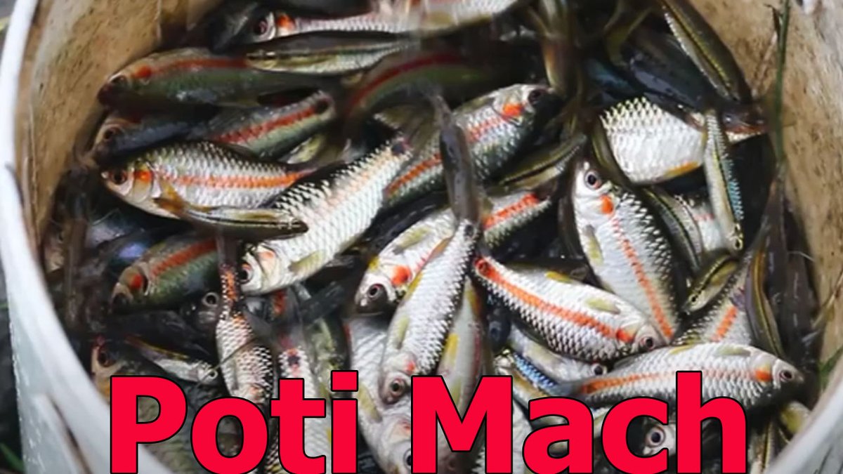 mdsolam54376485's tweet photo. Sarpati fish cutting looks amazing ! fish cutting skill

Youtube Link: https://t.co/DB0B6ntAkn

#fishcutting, #fish, #cuttingfish, #fishcutting_bdwithrapsan, #fishcutting, #cuttingfish, #chittagongfish, #fishcuttingchittagong, https://t.co/KksU0TYOhM