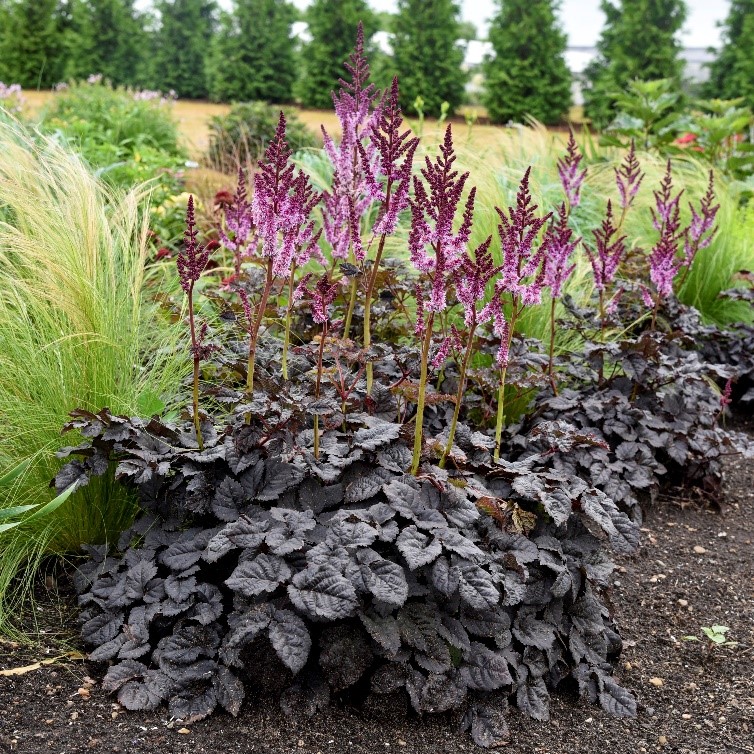 KatieRogue's tweet photo. gear-up your plant fantasies : : National Garden Bureau has this year's must-have lineup of new plants. I honestly can't tell which one I like more. 

👉🏻 https://t.co/nX0IVuPgOG

#horticulture #newplants #nationalgardenbureau #gardencenter #gardencentermagazine https://t.co/cgx3L3GfnP