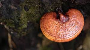 nootropicguy's tweet photo. There’s a reason Reishi has been called the mushroom of immortality for centuries

- Anti-stress &amp; immune boost
- Stem cell development
- Mitochondrial biogenesis
- NGF ⬆️ 
- Neural progenitor development
- Endocannabinoid enhancement

Careful - can have anti-androgen effects https://t.co/BREIn5ezr2