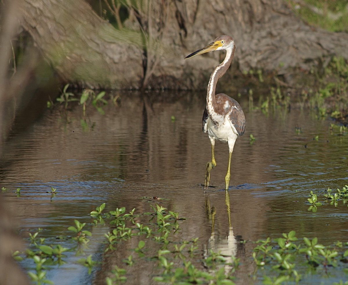 texpage_eric's tweet image. A juvenile tricolored heron walking on the edge of our lake.

#dPSWeeklyChallenge #dPSBackyardSafari