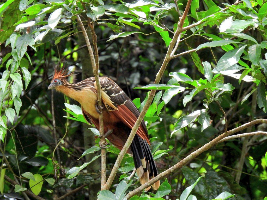 facundo_cristo's tweet photo. El Hoatzin (hoacin) es considerado como un ave prehistórica. Por eso es es un #spamdepajaritosmagicos

#BirdsSeenIn2023 #Peru #Tambopata #BirdsOfTwitter #birdphotography #birdwatching https://t.co/5HMWcbDjle