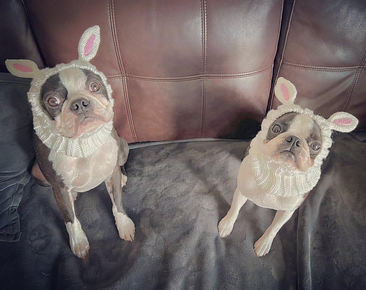 Snow Bunnies 🐰
#winterwear #goodmorning #doglover #bostonterrier #bostonterrierdelight #dogsoftwitter