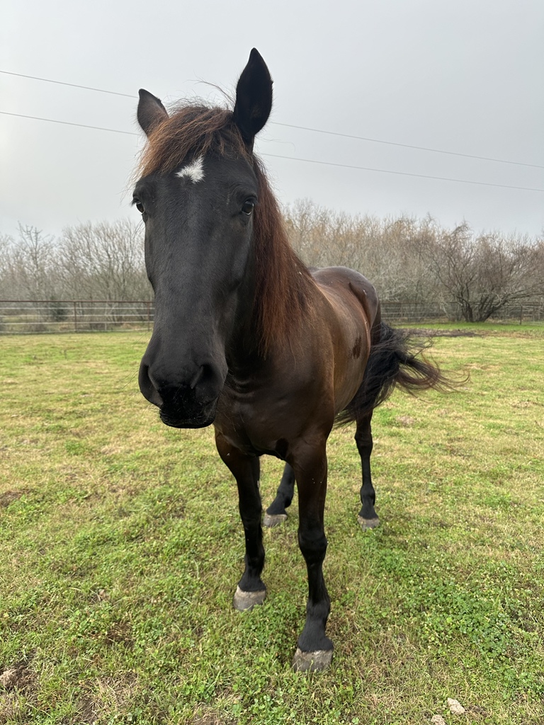 Jimmy B. 🐴🐾 tweet media