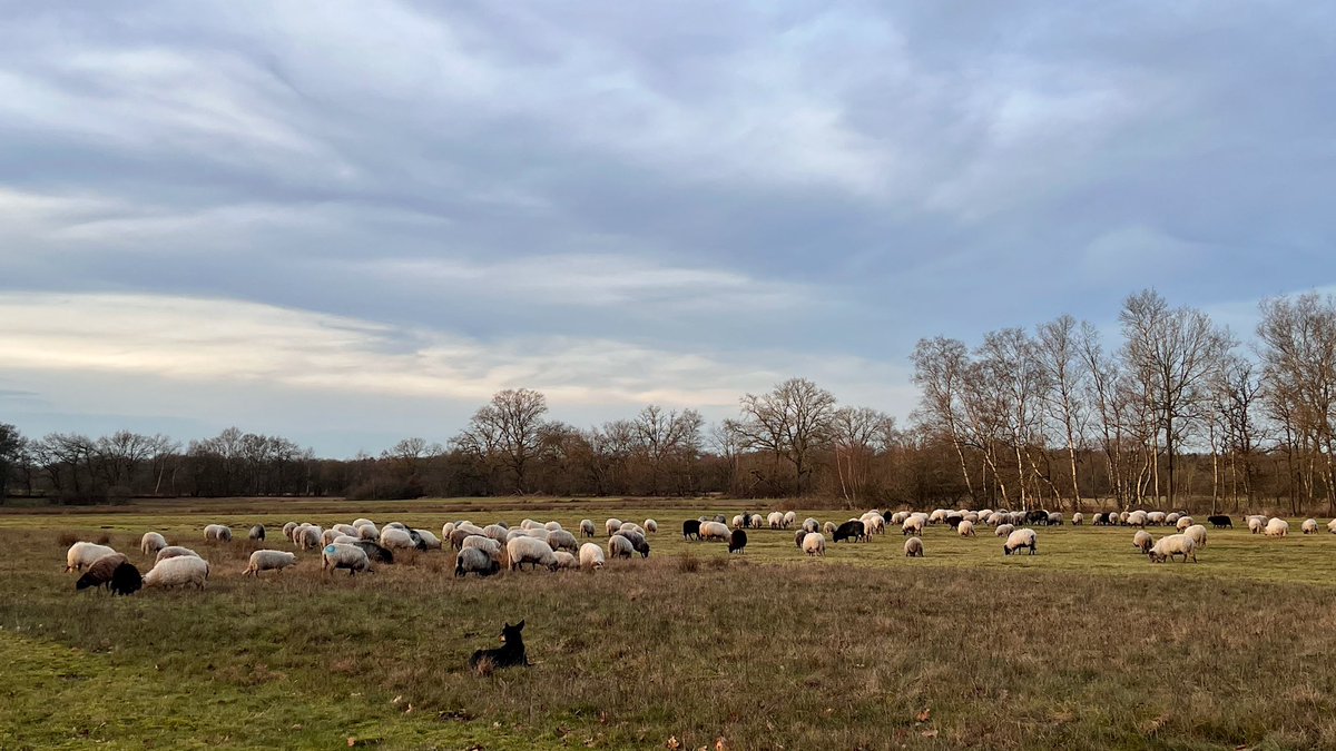 Gisteren was de kudde even in de Strubben om de drachtige schapen af te scheiden, die nu in Annen op gras en ‘s nachts op stal staan. De rest van de kudde is vandaag alweer in de #gasterseduinen, het leek wel lente deze middag.
#stroomdalkudde #schapenbegrazing #winterbegrazing