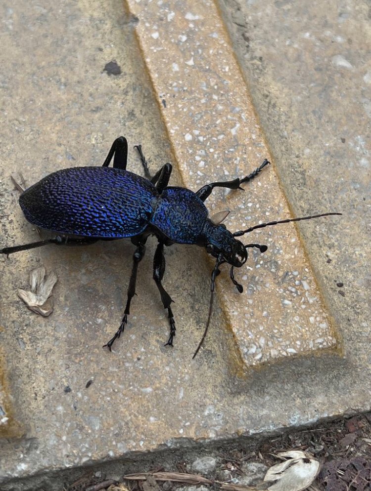 yolda buldugum bocege bakın