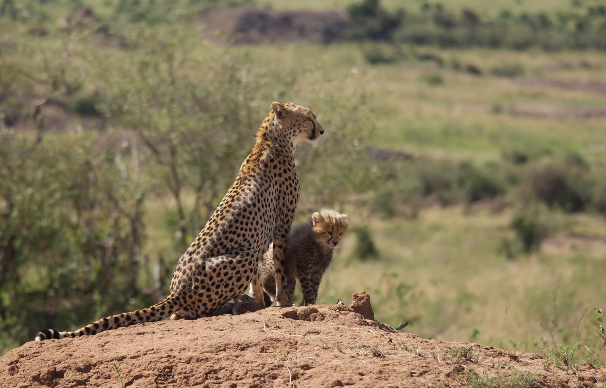 AlvahTours's tweet photo. Kenya has spectacular destinations for wildlife, landscapes, evergreen forest, endless grassy plains and pure beautiful beaches of the world.

#alvahtours #kenya #safari #wildlife #travel #beautiful #bucketlist  #adventure #nature #wanderlust #picoftheday #tourism #tembeakenya https://t.co/DN10Ah3POi