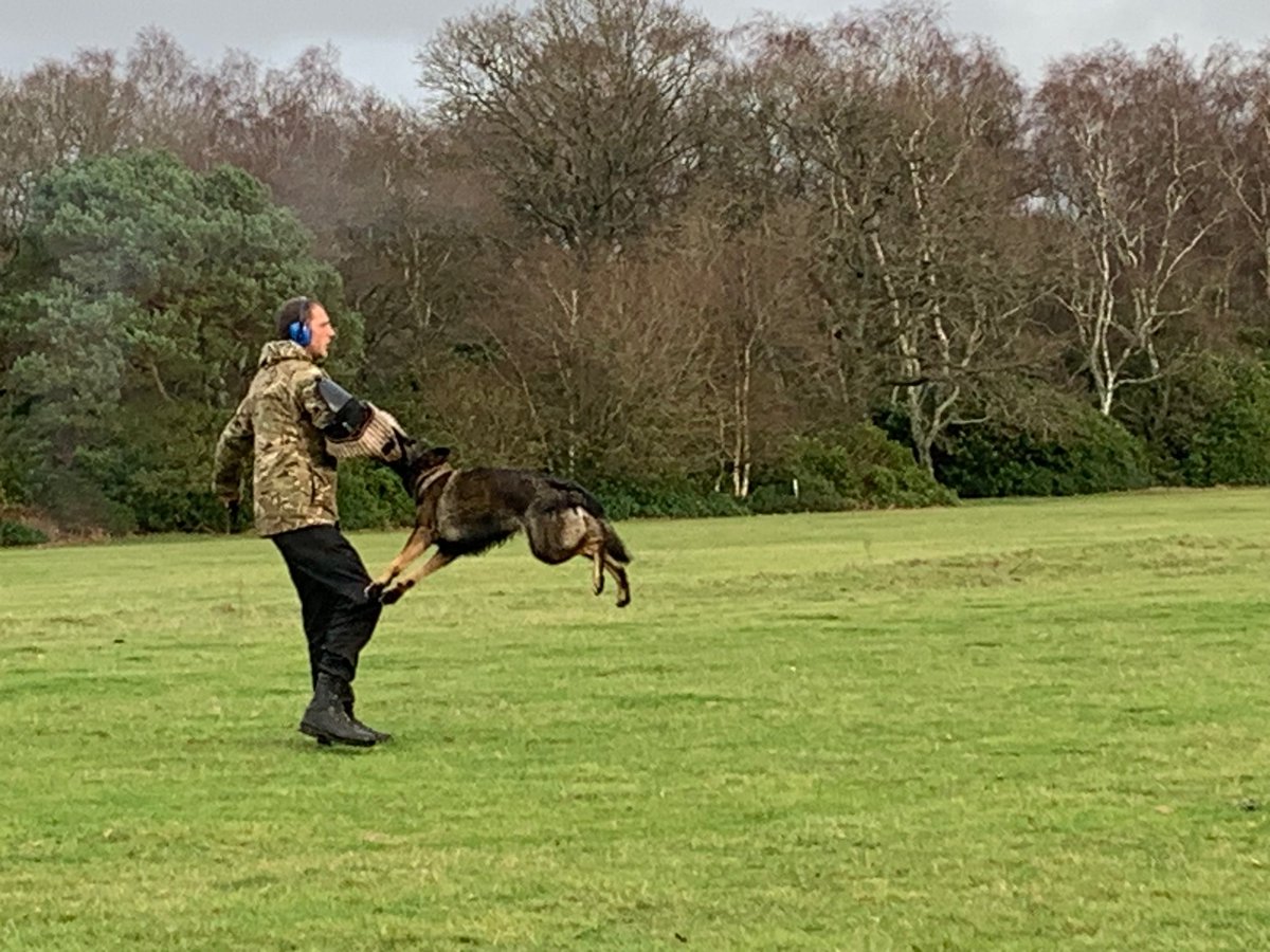 PDFranky's tweet image. PD Goose had a great day on  Thursday with the whole of @PoliceDogDorset. All the AMAZING dogs showed us what they can do 💪🏻 
I've had Goose 6months now  (3months as a licensed dog). She has amazed me at how well she has grown and developed. #policedogs #gunattack #landshark