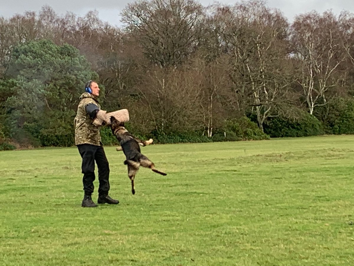 PDFranky's tweet image. PD Goose had a great day on  Thursday with the whole of @PoliceDogDorset. All the AMAZING dogs showed us what they can do 💪🏻 
I've had Goose 6months now  (3months as a licensed dog). She has amazed me at how well she has grown and developed. #policedogs #gunattack #landshark