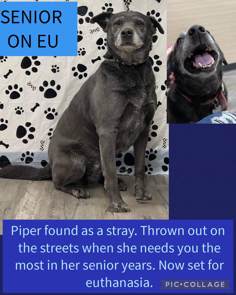 carawil17888192's tweet photo. EU LIST and Will be EU for space. 

Piper found as a stray. Thrown out on the streets when she needs you the most in her senior years. Now set for euthanasia.

A51771668
8 year senior
Female
Mix
63 lb

Mt Pleasant, TX

https://t.co/MxEMz2aEmz https://t.co/dzFpOKDhgC